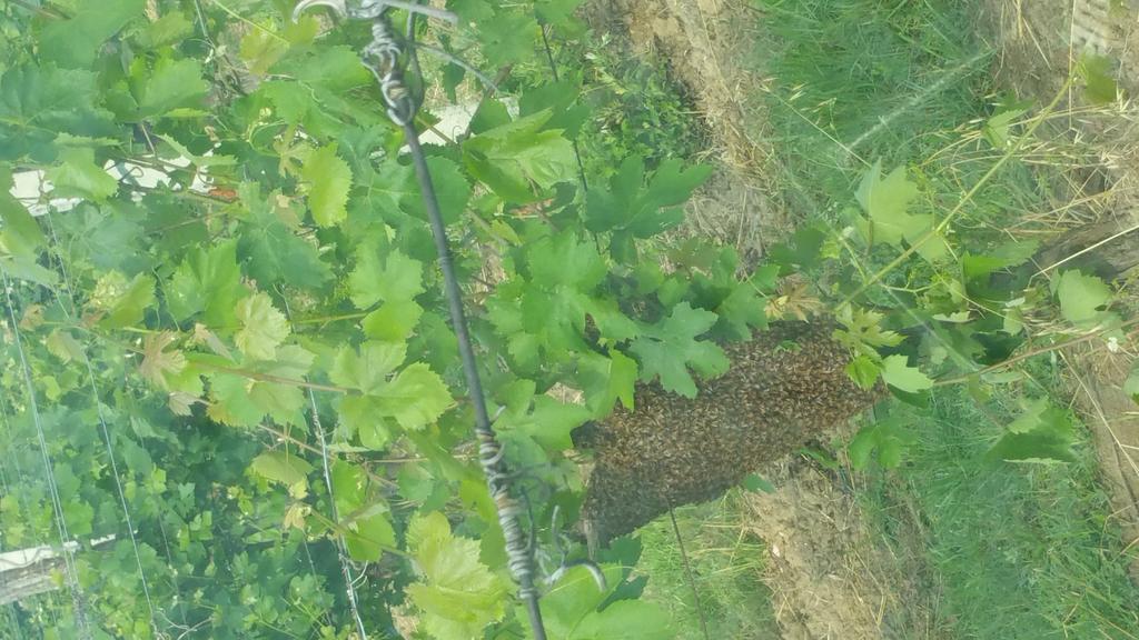 Pietra Maula Agriturismo Castelraimondo エクステリア 写真