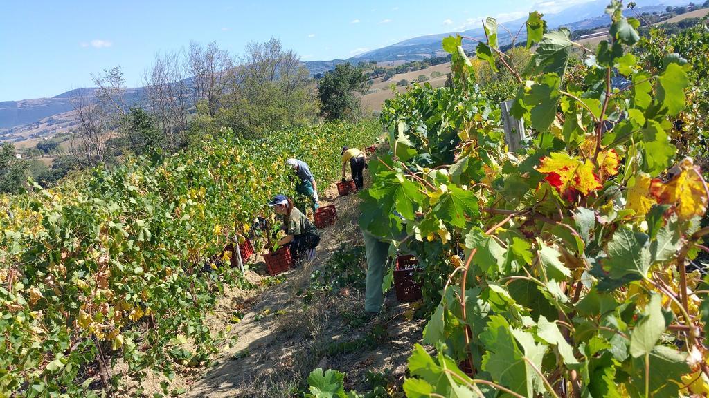 Pietra Maula Agriturismo Castelraimondo エクステリア 写真