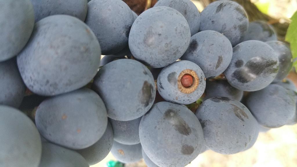 Pietra Maula Agriturismo Castelraimondo エクステリア 写真