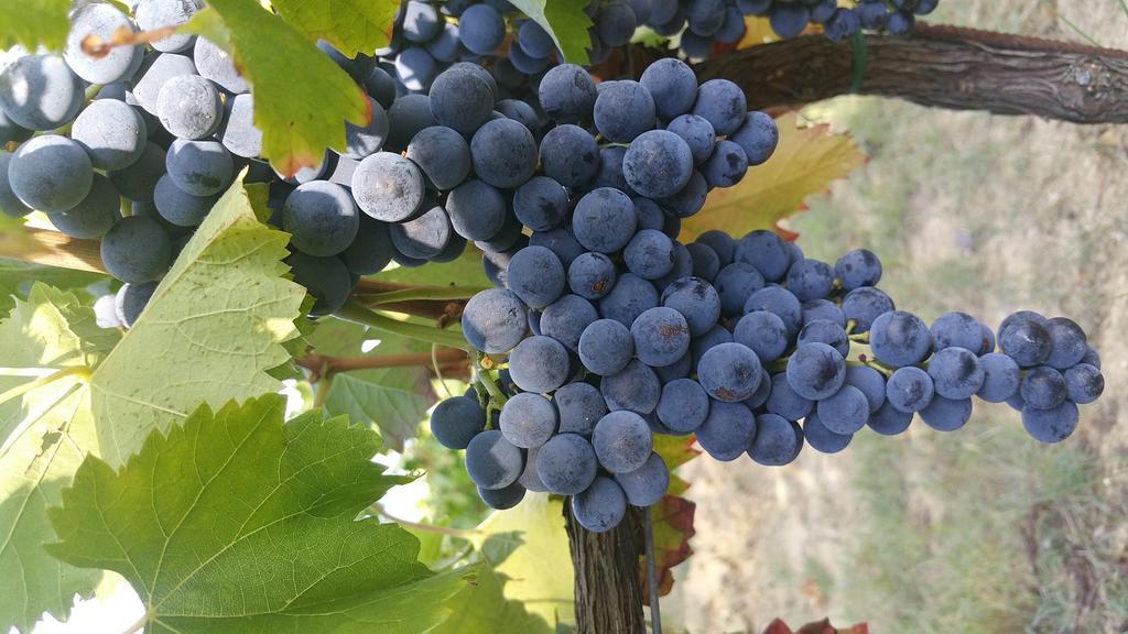 Pietra Maula Agriturismo Castelraimondo エクステリア 写真