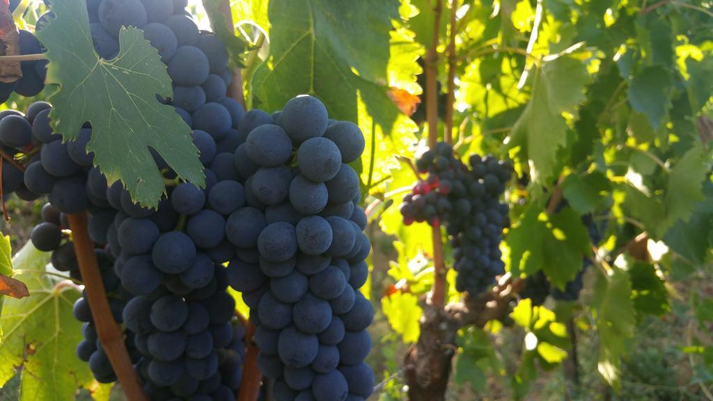 Pietra Maula Agriturismo Castelraimondo エクステリア 写真