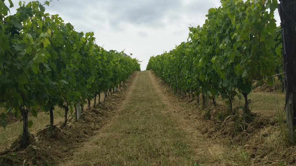 Pietra Maula Agriturismo Castelraimondo エクステリア 写真
