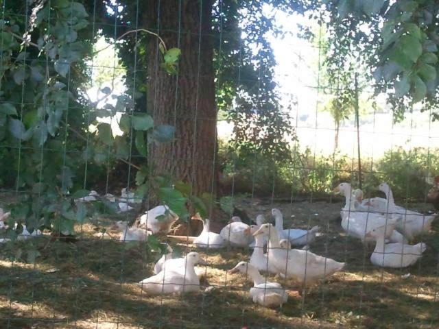 Pietra Maula Agriturismo Castelraimondo エクステリア 写真